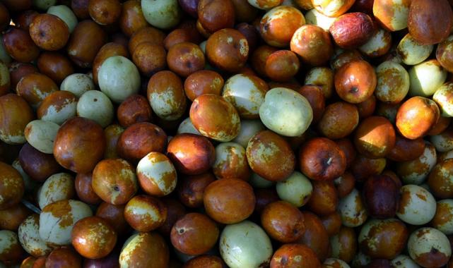 Aç karnına 2-3 tane hünnap yiyin, olanlara bakın...