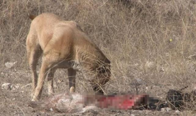 Ankara'da başıboş köpekler, 50’den fazla küçükbaş hayvanı telef etti
