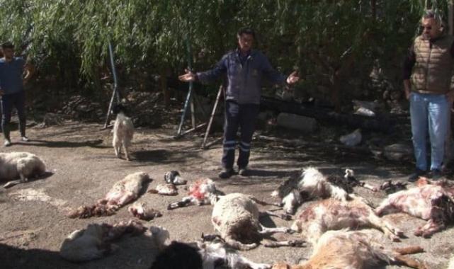 Ankara'da başıboş köpekler, 50’den fazla küçükbaş hayvanı telef etti