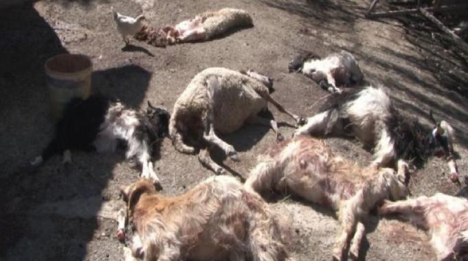 Ankara&#039;da başıboş köpekler, 50’den fazla küçükbaş hayvanı telef etti