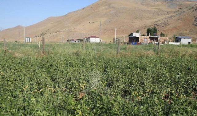 Atıl araziler üretime kazandırıldı! Muş'ta 200 milyon lira gelir sağlandı