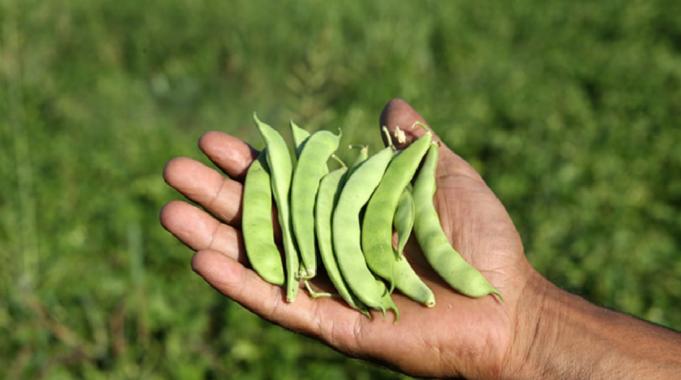 Atıl araziler üretime kazandırıldı! Muş'ta 200 milyon lira gelir sağlandı