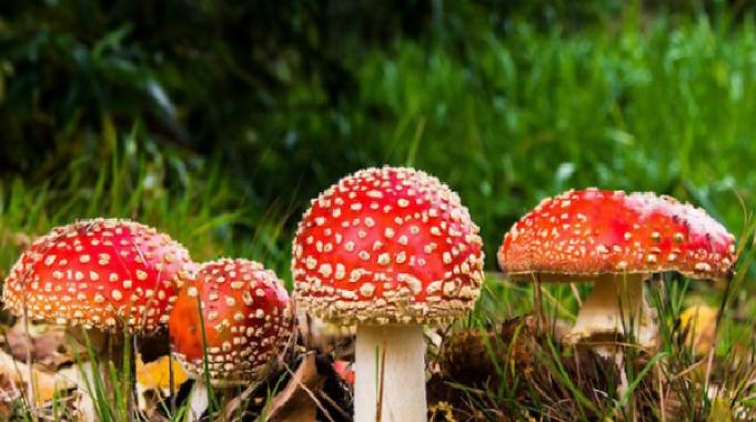 Cilt bakımında mantarların etkisi: Güzelliğin en yeni All-Star ürünleri!