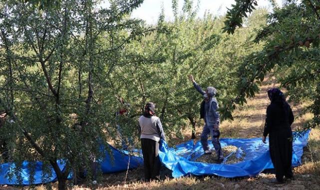 Elazığ'da ekonomiye can veriyor! Badem hasadı başladı