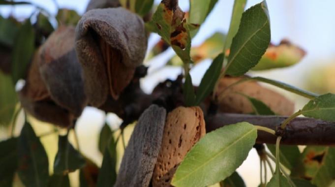 Elazığ&#039;da ekonomiye can veriyor! Badem hasadı başladı