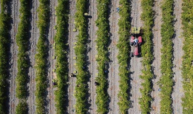Elazığ'da üzüm rekoltesi beklentisi: 80 bin ton