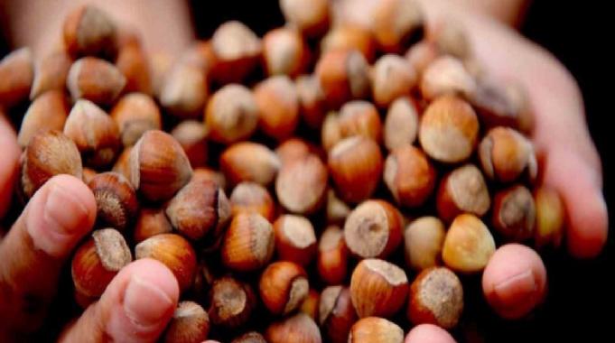 Giresun&#039;da fındık alımı  serbest piyasada 107 lira