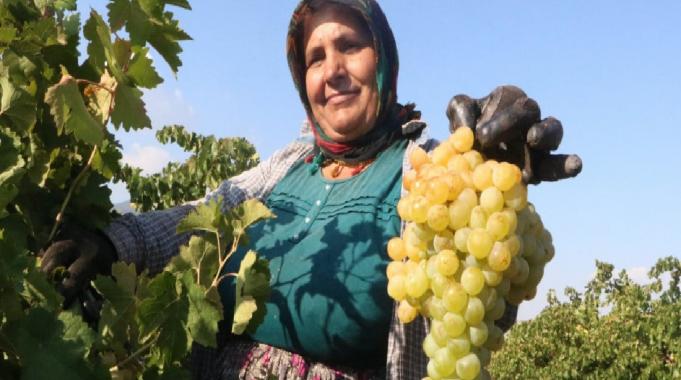 Hatay’da sıcaklar rekolteyi düşürdü! Üzümün market fiyatı tarla fiyatının üç katı
