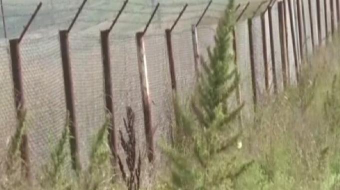 Karabağ&#039;da Ermenilerin ektiği 100 hektardan fazla hint keneviri tarlası bulundu