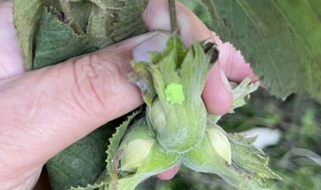 Karadeniz'de istilacı böcek mücadelesi: Bir çift 14 bin yumurta bırakıyor