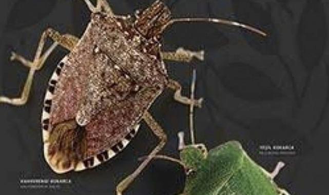 Karadeniz'de istilacı böcek mücadelesi: Bir çift 14 bin yumurta bırakıyor