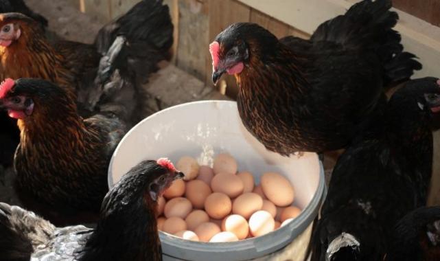 Kocaeli’de yüzde 50 hibeli tavuk desteği