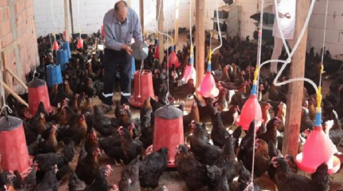Kocaeli’de yüzde 50 hibeli tavuk desteği