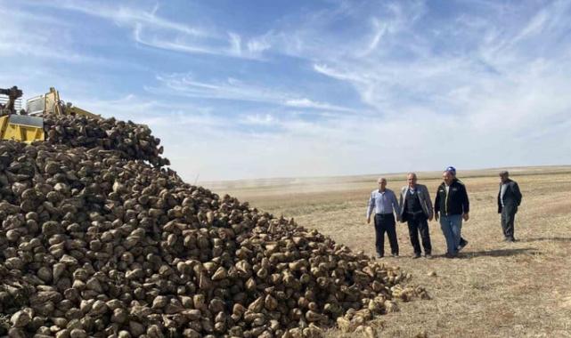Konya Kulu’da pancar hasadı başladı! Hedef: 77 bin ton