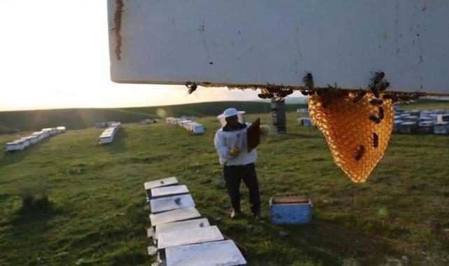 Organik arıcılık yapanlara kovan başına 30 lira destek