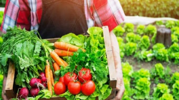 Organik tarım yaygınlaşıyor