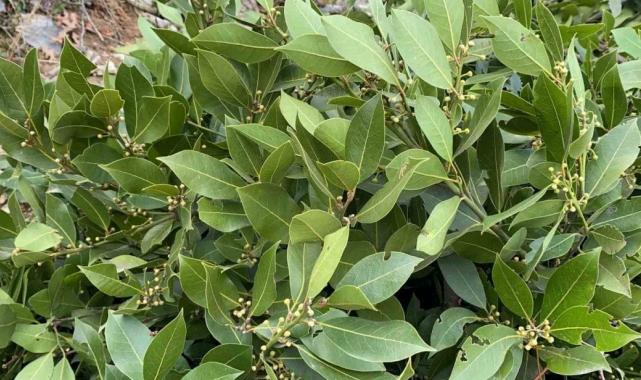 Samsun’da defneden 16,5 milyon, kestaneden 2,4 milyon TL gelir