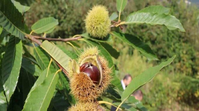 Samsun’da defneden 16,5 milyon, kestaneden 2,4 milyon TL gelir