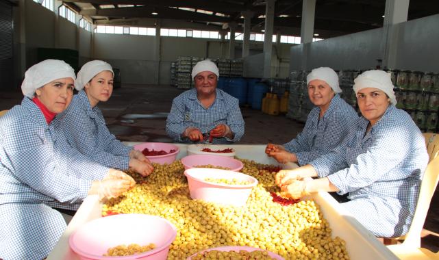 Sofralık zeytin ihracatı 100 bin tonu aştı