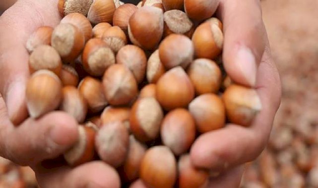 Ağustosta 19 bin tonun üzerinde fındık satıldı