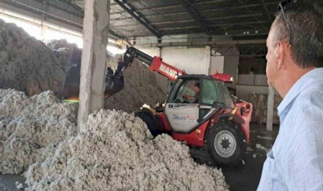 Aydın'da depolara rekor pamuk girişi yaşanıyor