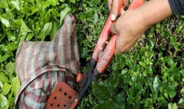 Çayın ihracatı 9 ayda yüzde 23 arttı