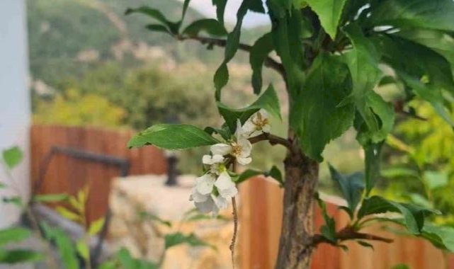 Denizli'de erik ağaçları çiçek açtı