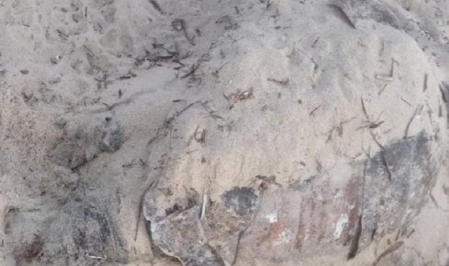 Enez'de ölü carretta caretta kıyıya vurdu