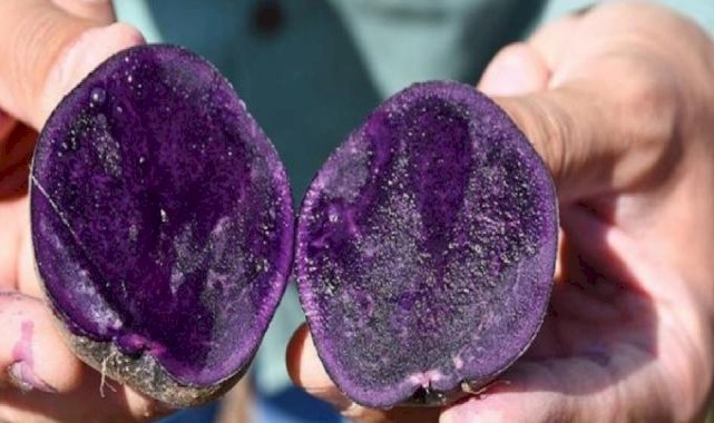 Erzurum’da mor patates ekimi için ilk adım atıldı