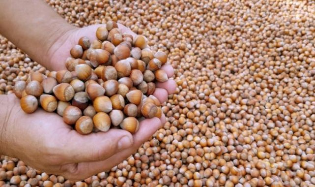 Eylülde 153 milyon dolarlık fındık ihracatı yapıldı