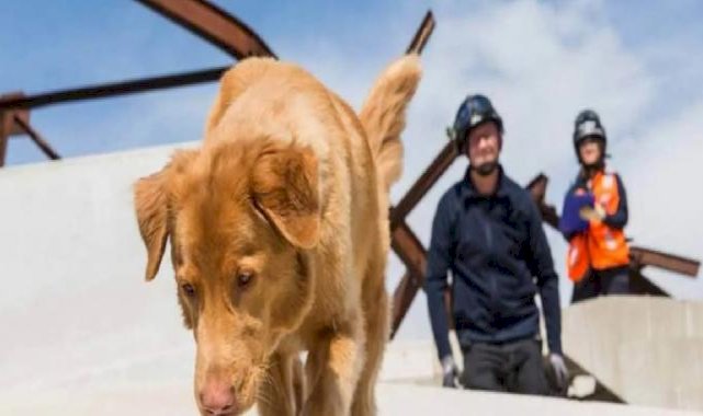 Hayvanlar gerçekten doğal afetleri tahmin edebilir mi