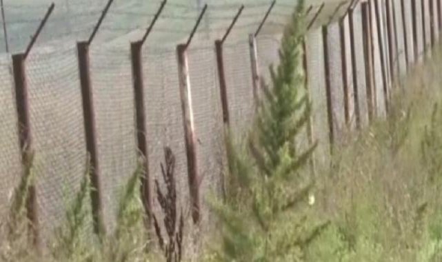 Karabağ'da Ermenilerin ektiği 100 hektardan fazla hint keneviri tarlası bulundu