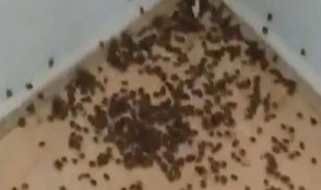 Karadeniz'de istilacı böcek mücadelesi: Bir çift 14 bin yumurta bırakıyor