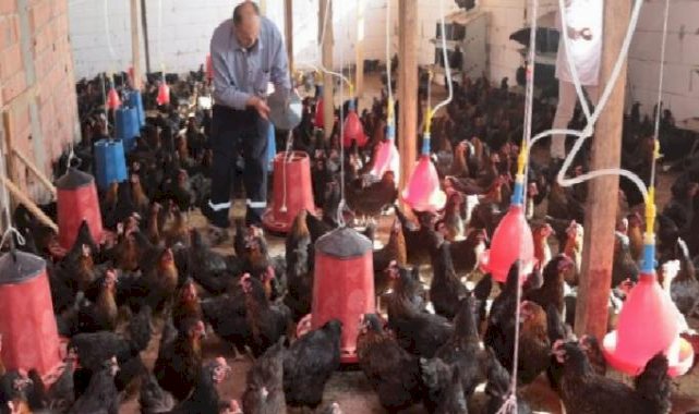 Kocaeli’de yüzde 50 hibeli tavuk desteği
