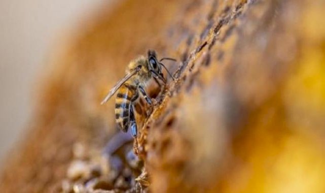 Organik arıcılık yapanlara kovan başına 30 lira destek