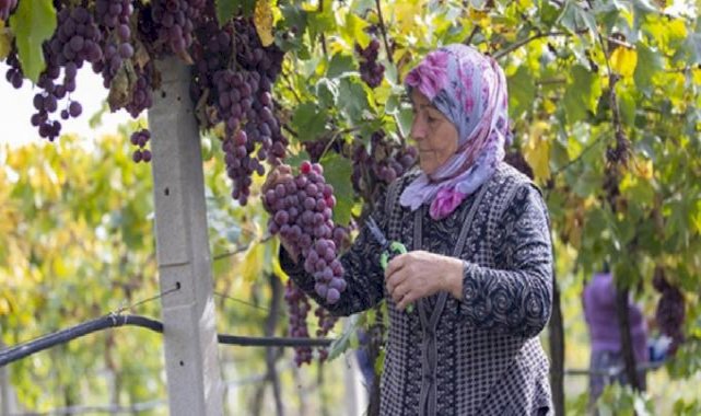 Üretici memnun! Sakarya'da üzüm hasadı başladı