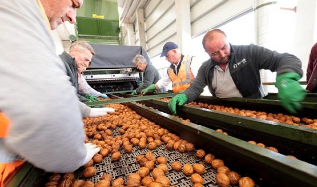 Yerli ceviz üreticilerinin hasat heyecanı başladı