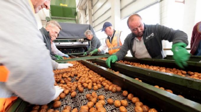 Yerli ceviz üreticilerinin hasat heyecanı başladı