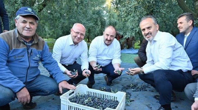 Bursa zeytininde hasat bereketi