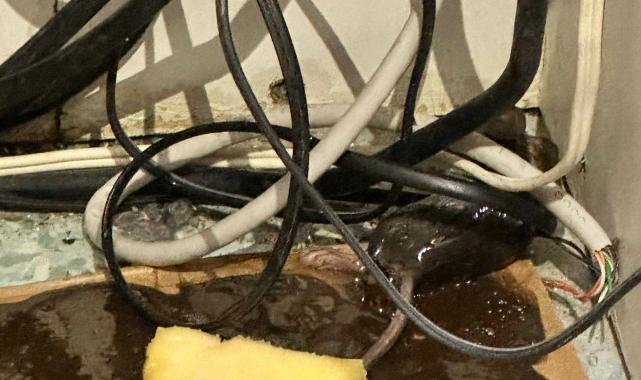 Hastaneyi Fareler Bastı ! (Özel Haber)