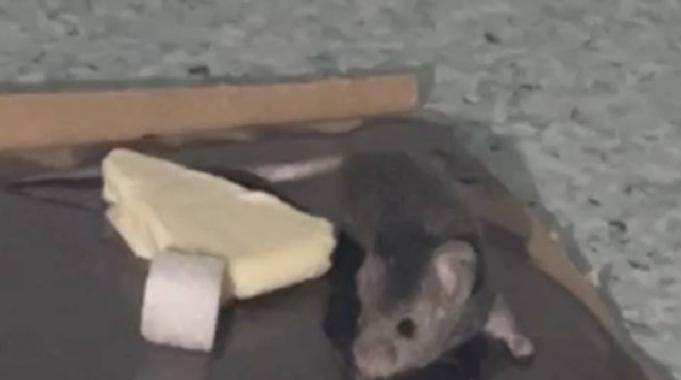 Hastaneyi Fareler Bastı ! (Özel Haber)