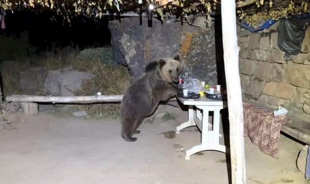 Kış uykusuna yatmayan ayılar dehşet saçıyor! Bu kez de Bitlis'te piknik masasını bastı...