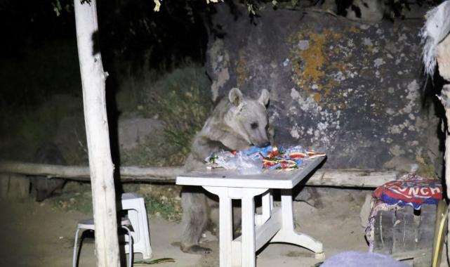 Kış uykusuna yatmayan ayılar dehşet saçıyor! Bu kez de Bitlis'te piknik masasını bastı...