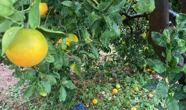 Mersin'de dolu bir çok bahçeye zarar verdi: Yüzde 70'e kadar hasar tespit edildi