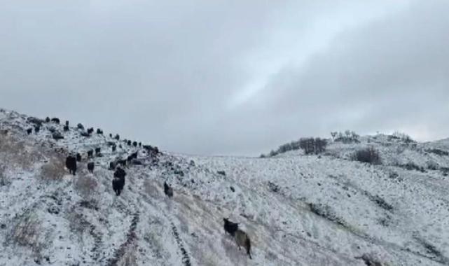 Muş'ta göz gözü görmüyor! Hayvan sürüsü güçlükle köye ulaştırıldı