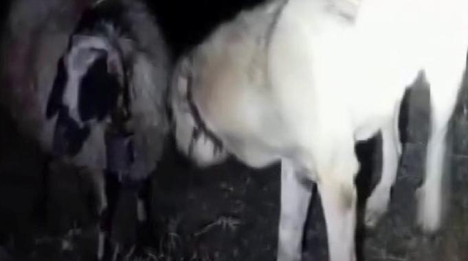 Sivas&#039;ta kangal köpeği rahatsızlanan koyunun başından ayrılmadı