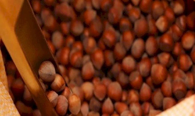 Fındık ihracatı geliri geçen yılı aştı: 358,3 milyon dolar