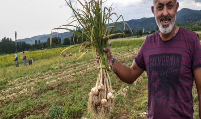 Gaziantep Araban sarımsağı, AB tescilinde son aşamaya geldi