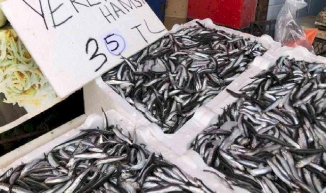 Karadeniz’de hamsi bolluğu sürüyor: Fiyatlar 35 TL seviyesinde
