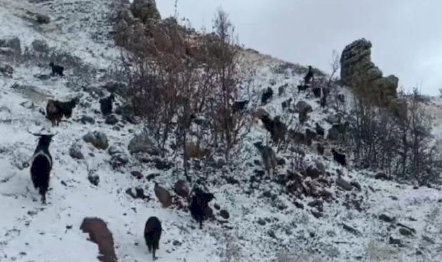 Muş'ta göz gözü görmüyor! Hayvan sürüsü güçlükle köye ulaştırıldı